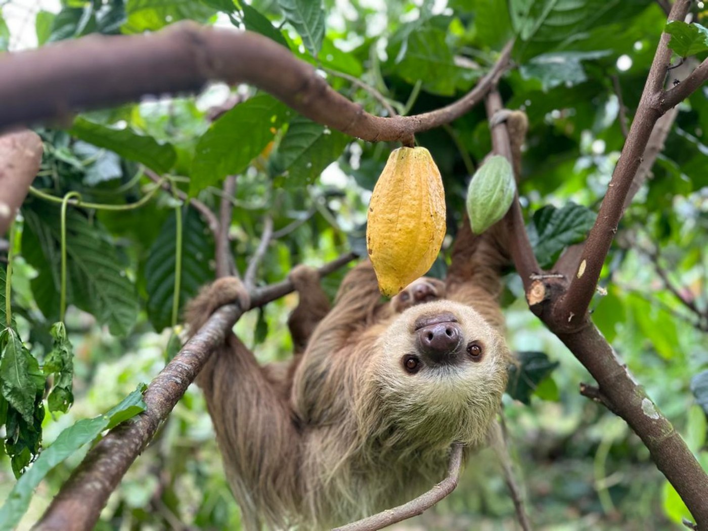 Faultier mit Kakaofrucht in Panama